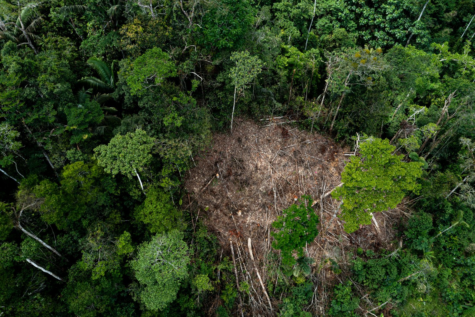 A patch of tropical forest has been logged and cut down