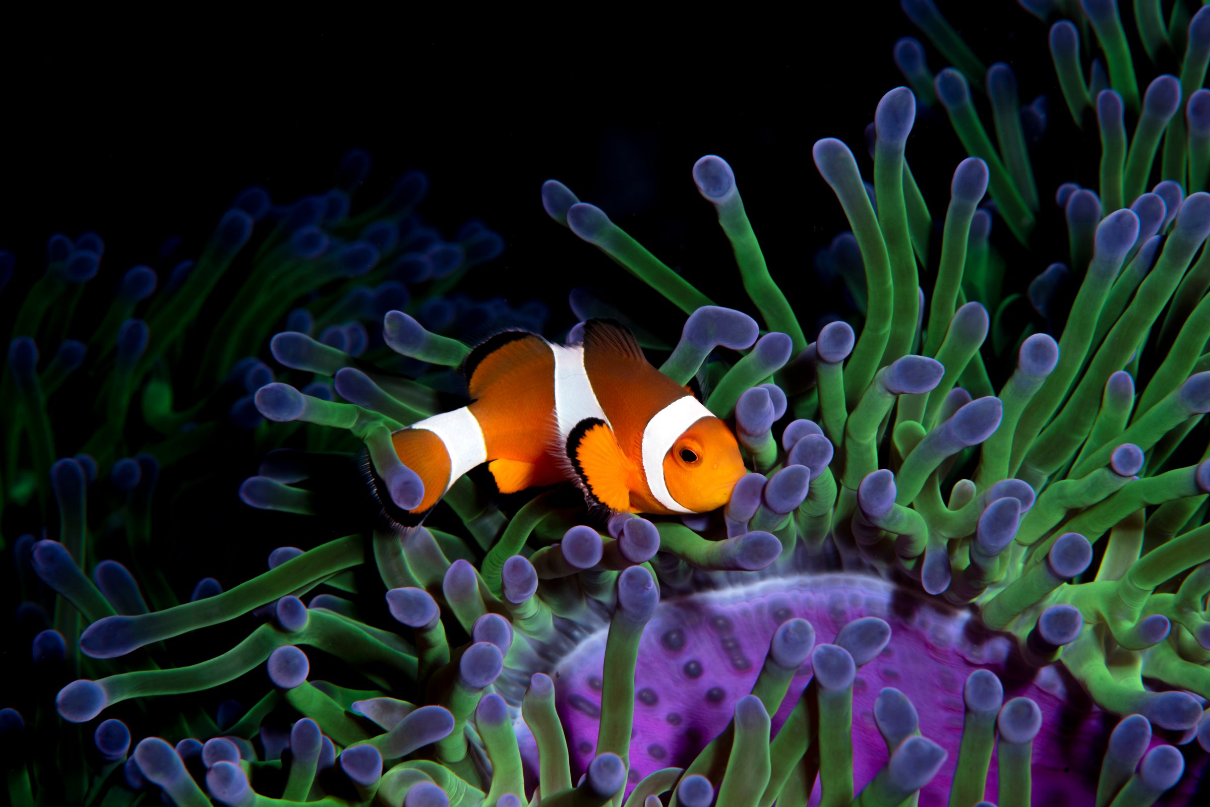 Clown fish with colorful anemone