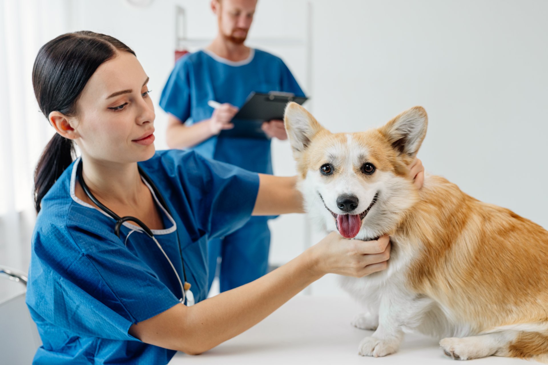 Veterinarian in blue scrubs gently examining a happy corgi dog in a bright veterinary clinic, showcasing compassionate care and professional veterinary services for pet health and well-being