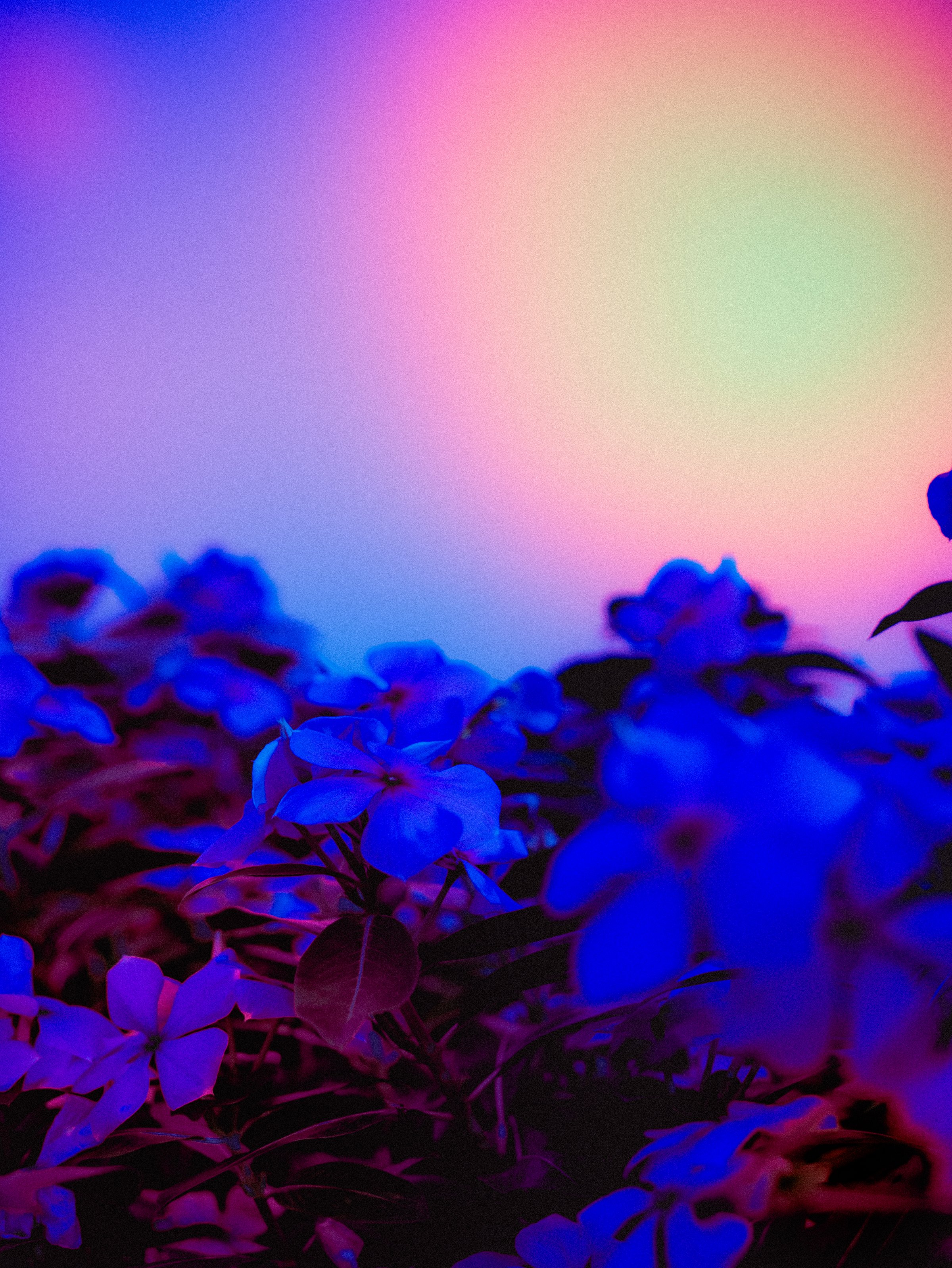 Abstract art photo of flower for Background.