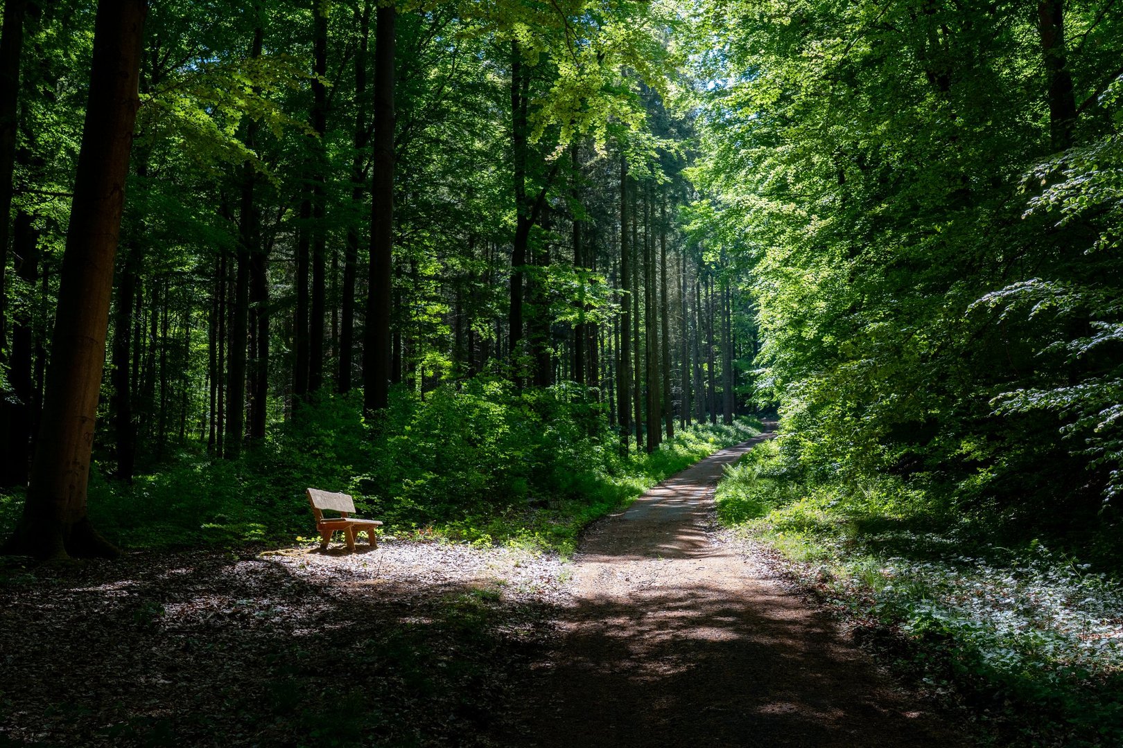 Discover a sun-kissed wooden bench nestled in vibrant woods. Ideal for evoking feelings of calm, natural beauty, and the spirit of outdoor adventure