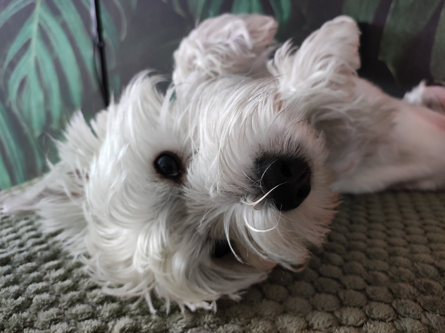 West Highland Terrier (Westie) small white dog , lying on his back on sofa, front view