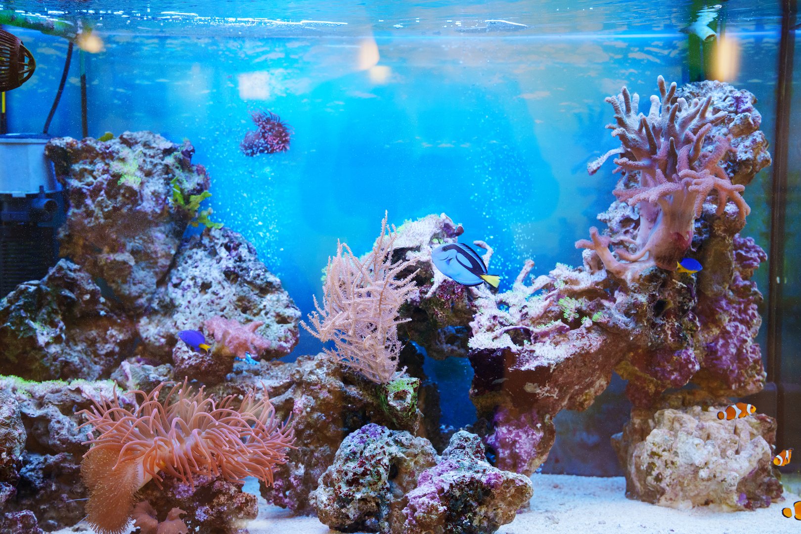 Colorful exotic fish in the aquarium. algae and corals for a beautiful aquarium.