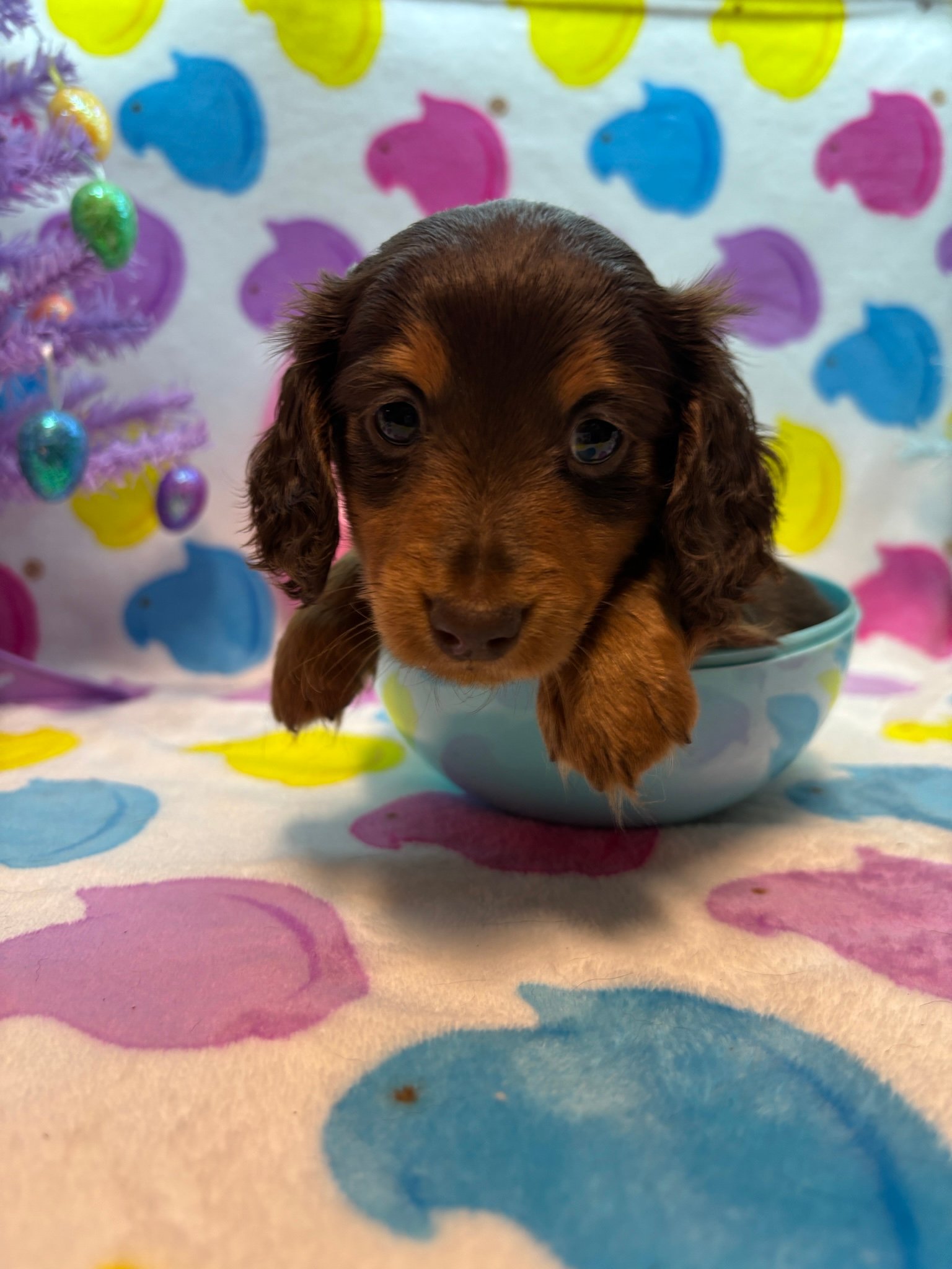 A small brown puppy sitting in a blue bowl with a colorful, patterned background and a purple Christmas tree nearby.