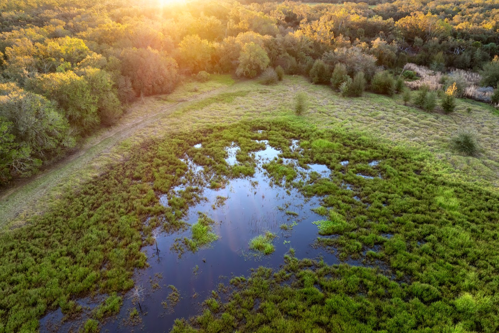 Florida subtropical swamp with wild vegetation in southern USA.