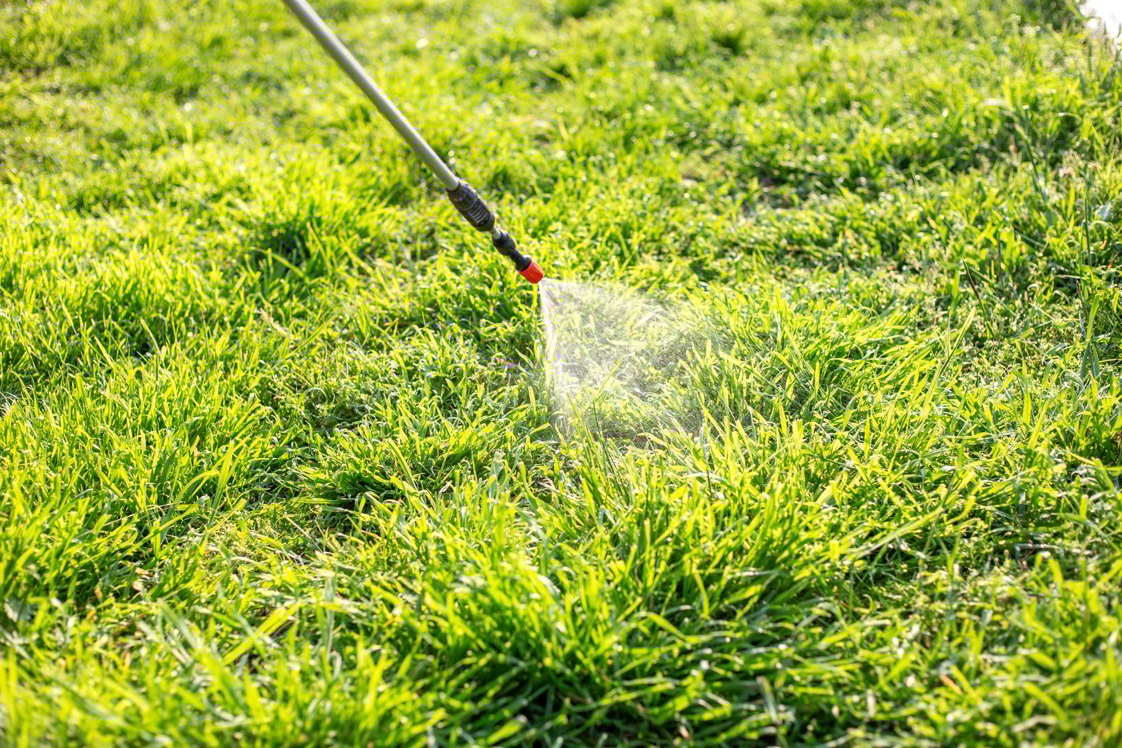 Spraying the grass in the garden with a garden sprayer against ticks and mosquitoes.