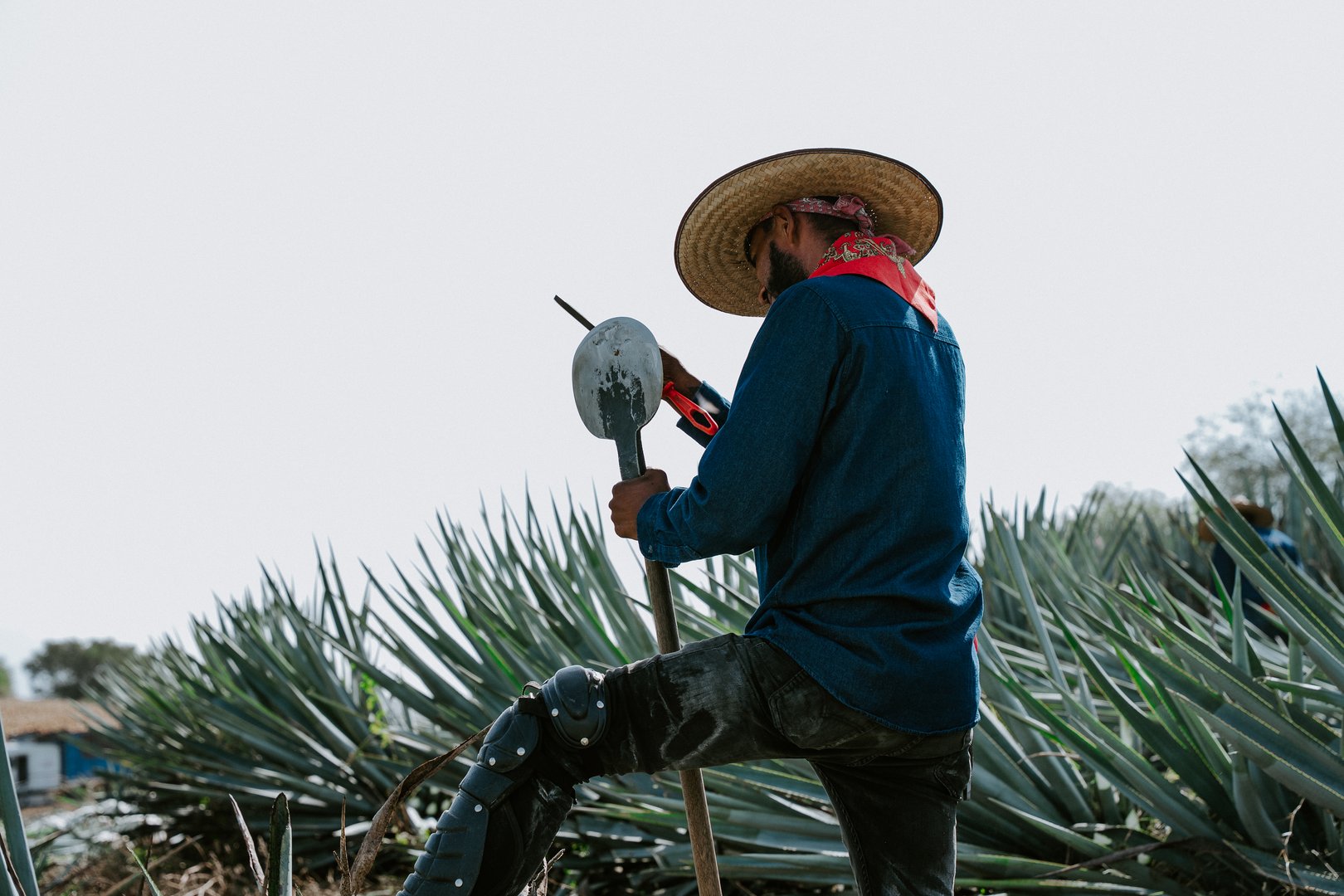 Instalaciones de Casa Álamos Tequilera