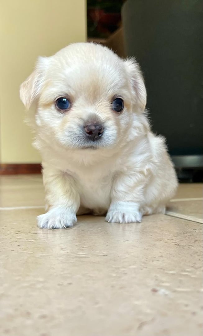 Clínica Veterinaria Dr. Fernández