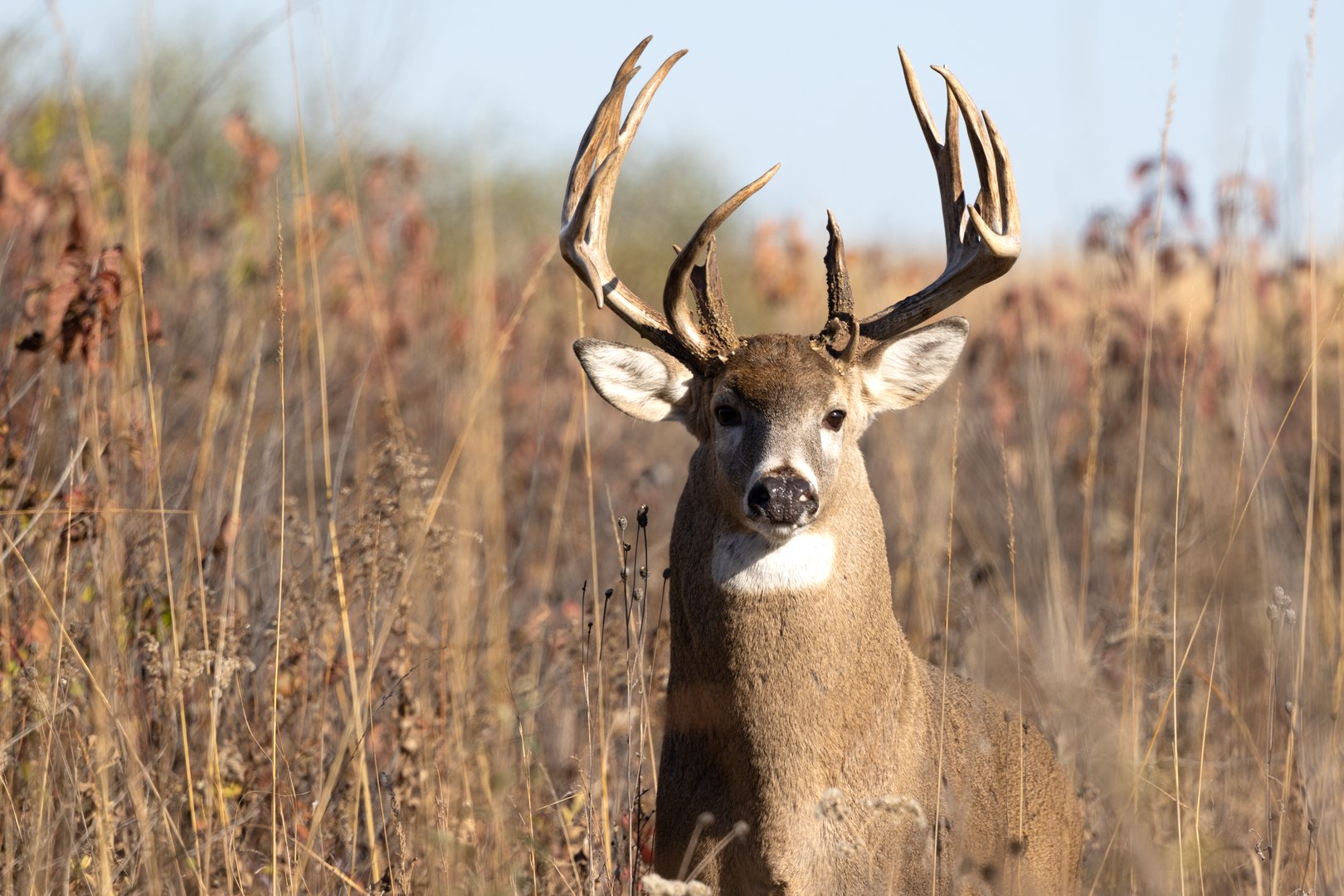 White-tailed deer in tall grass