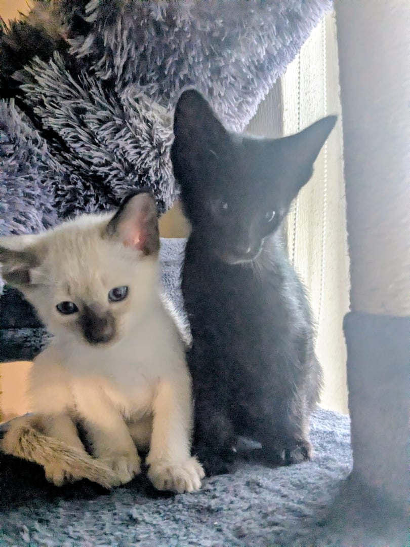 Litter 3 - Main photo