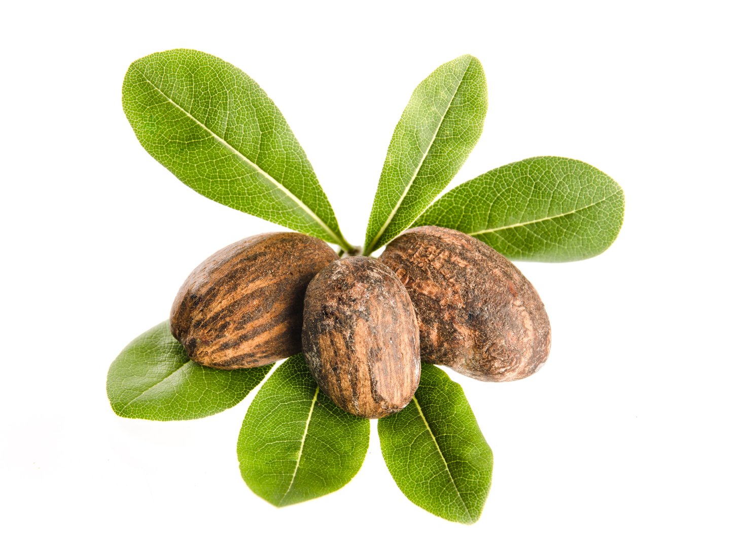 group of shea nuts with leaves on white background