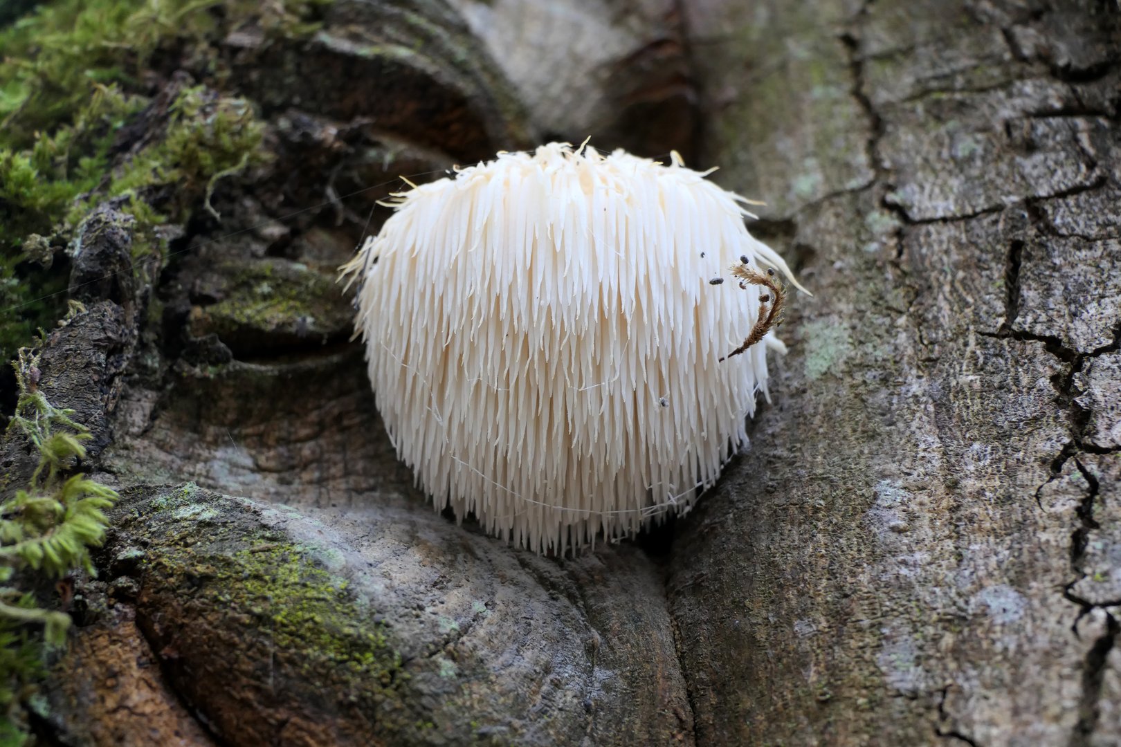 Lion's Mane mushroom (Hericium erinaceus) also known as Bearded Hedgehog Mushroom, known for its health benefits