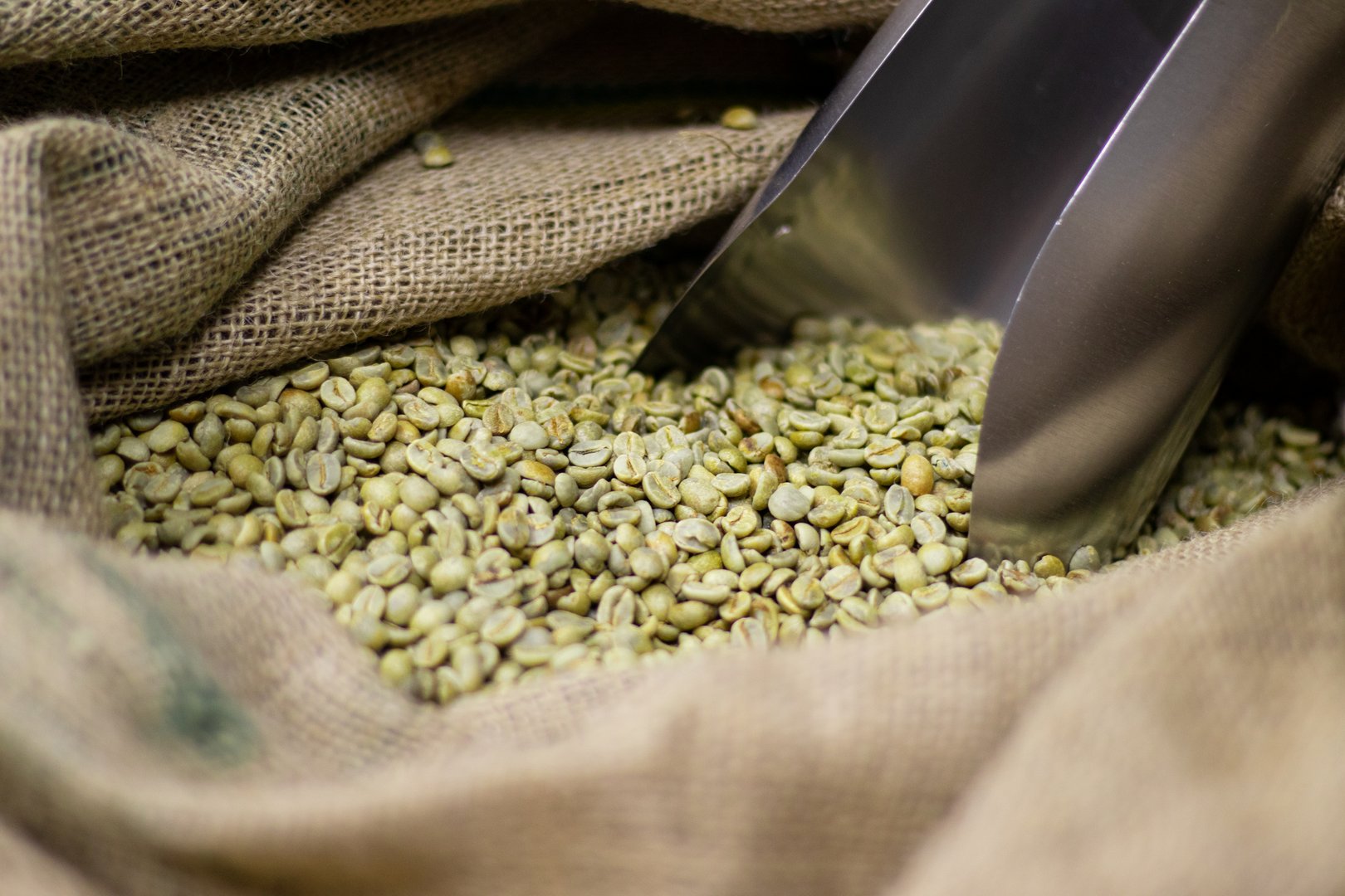 Green raw  unroasted coffee grain  in canvas bag with spoon closeup