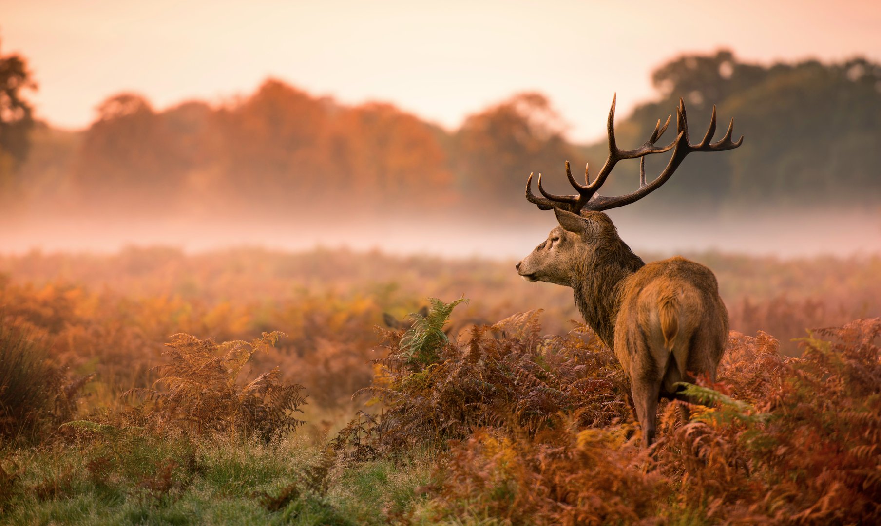 Red deer stag, Cervus elaphus, the autumn rut in Richmond Park.