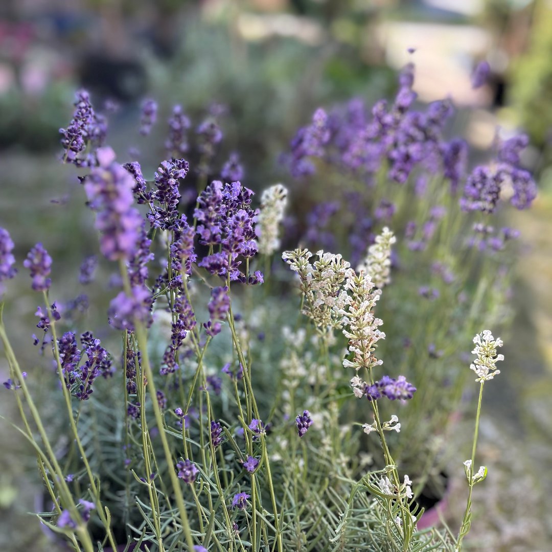Levendula - Lavandula növények lila virágokkal