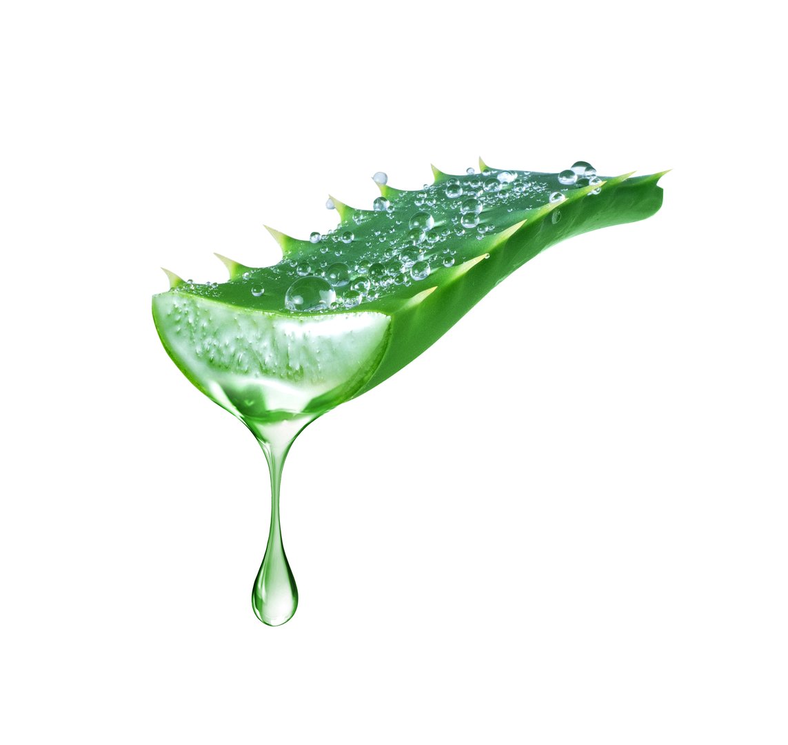 Drop of juice flowing from wet aloe vera stem isolated on white background