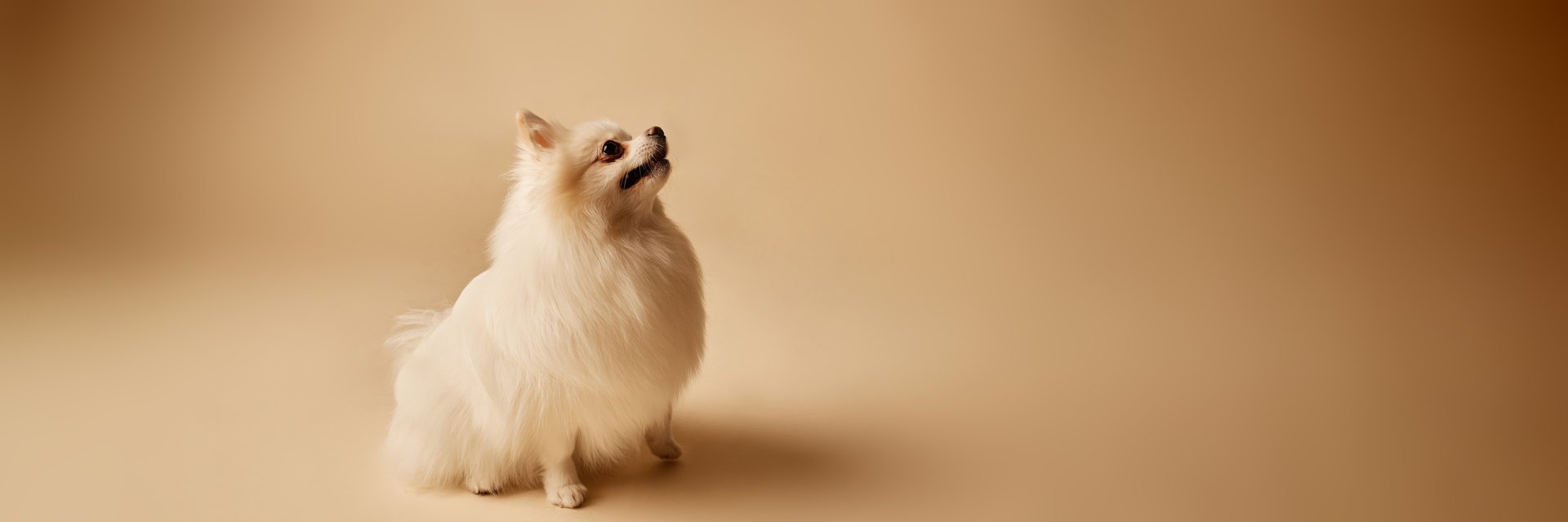 Fluffy white dog standing with head slightly tilted upward, on a neutral beige background highlighting smooth fur texture and elegant posture