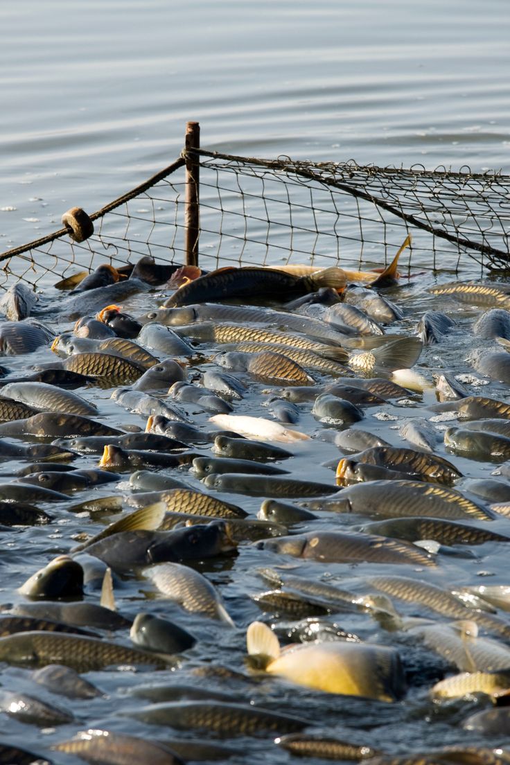 Dried fish from Lake Victoria