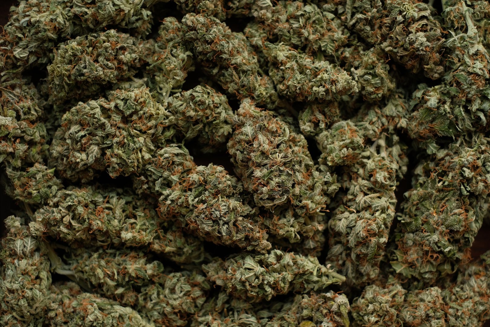 Marijuana cbd buds close-up. Medicinal cannabis flowering background. Weed blooms pattern. Harvest time, city growing concept.