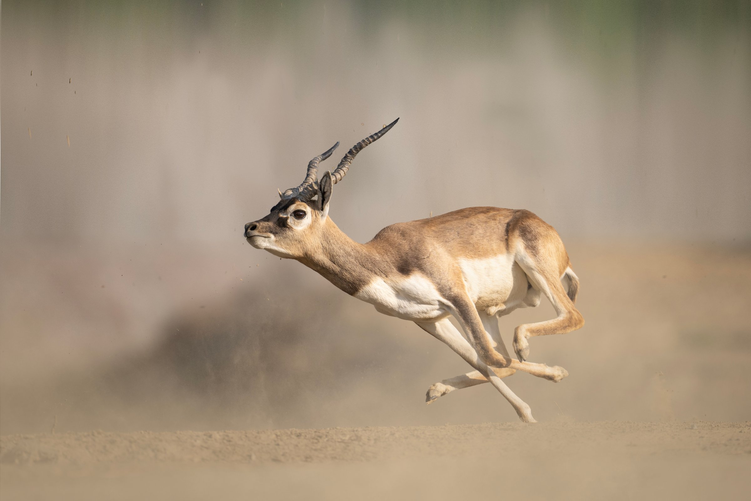 Blackbuck antelope