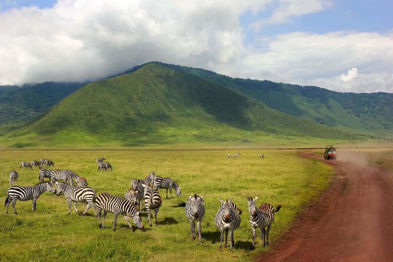 Zebras against mountains and clouds.  Safari in Ngorongoro Crater National park. Tanzania. Wild nature of Africa.
