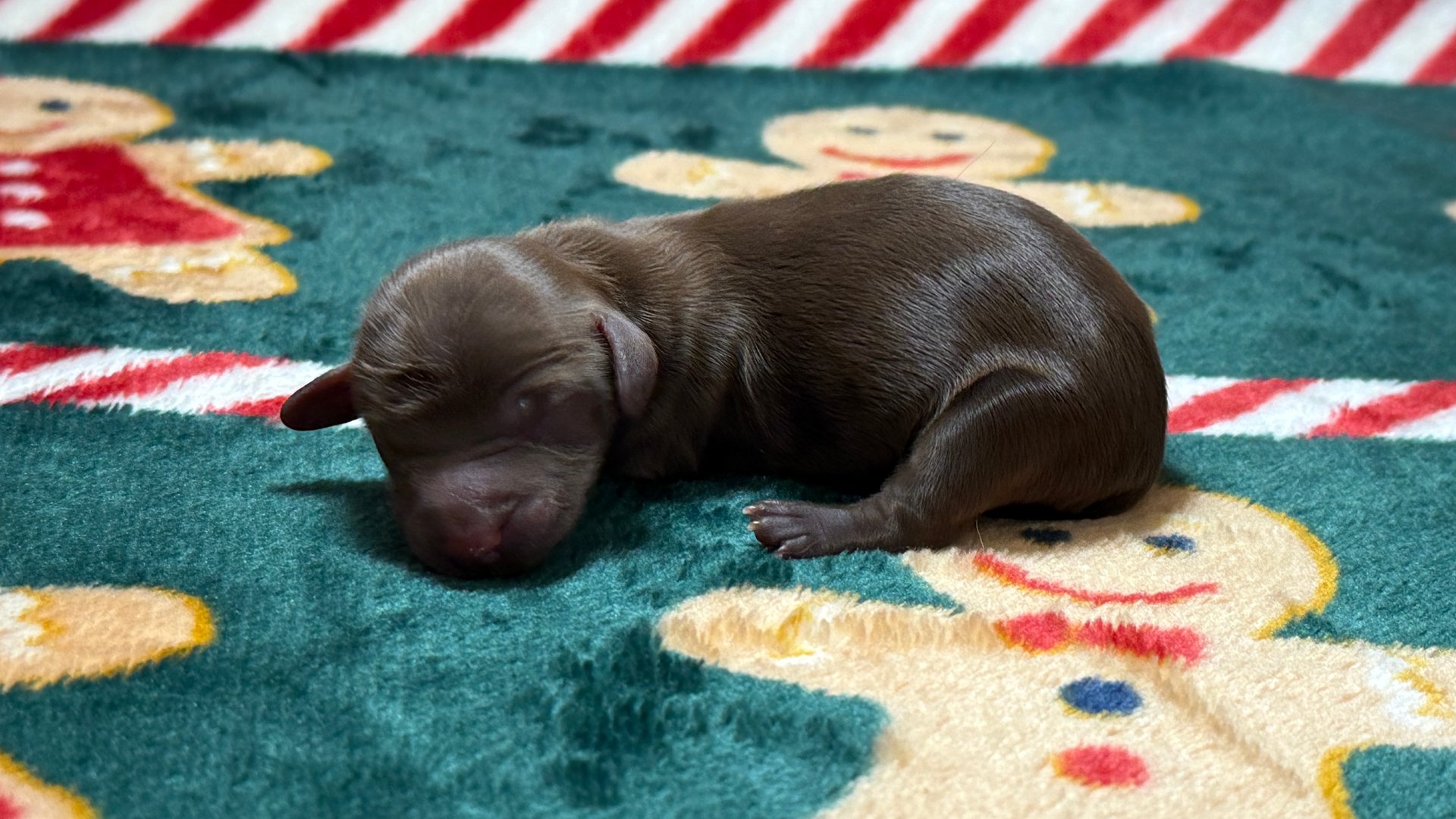 A small brown puppy with light brown markings on its face and paws lying on a soft white blanket.