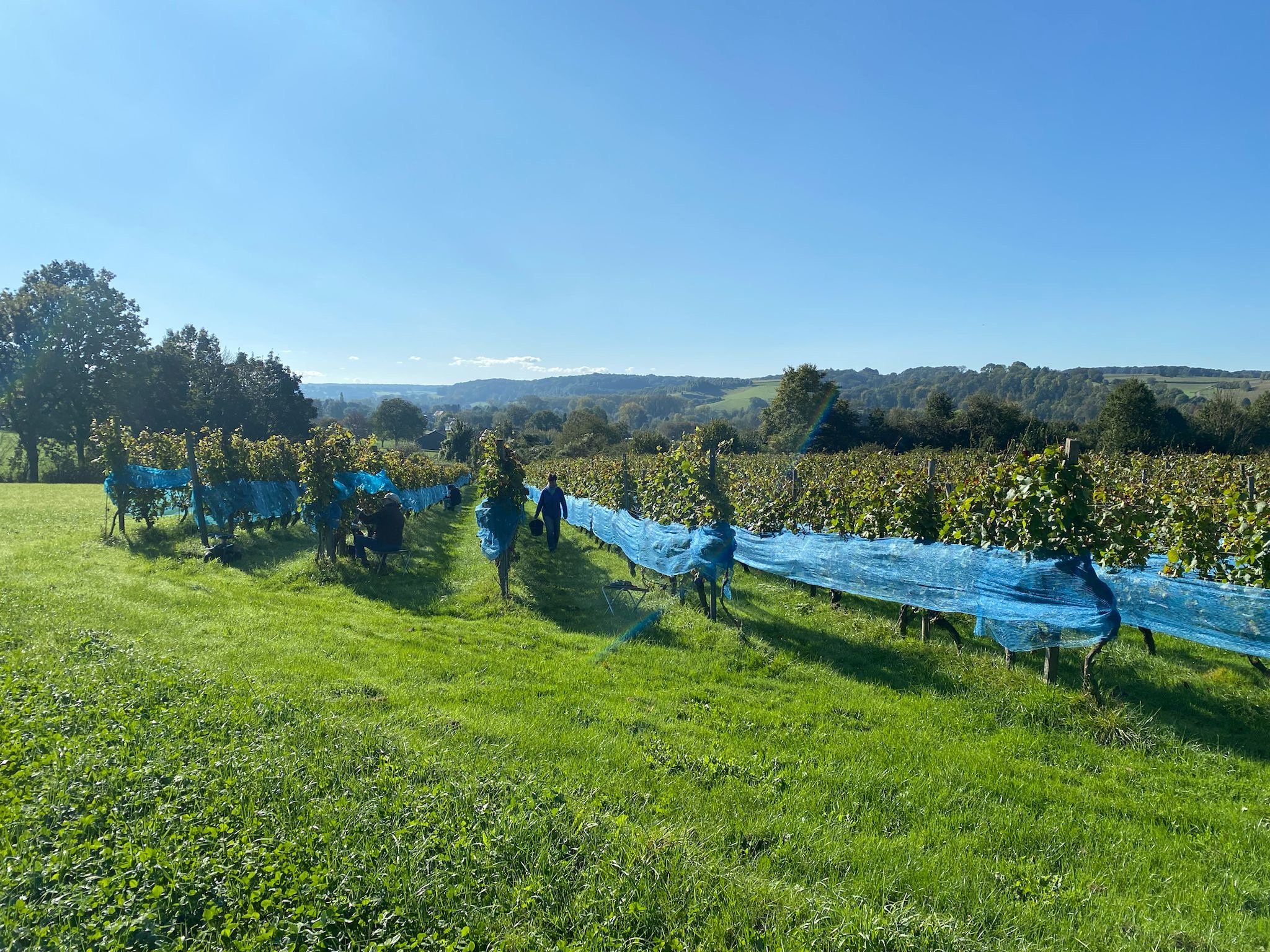 Belle Source vineyard