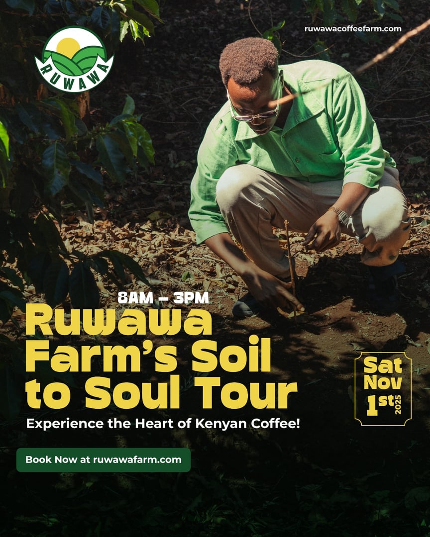 Hands-on coffee cherry harvesting experience