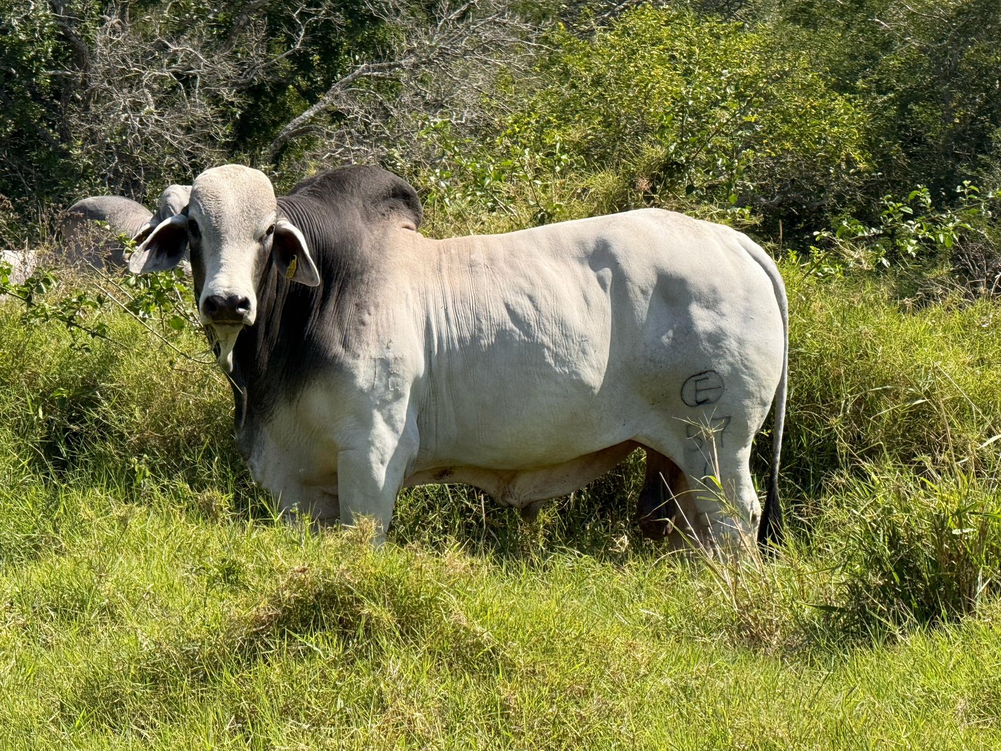 A Brahman bull standing in a grassy field, marked with a brand on its right side, surrounded by greenery.