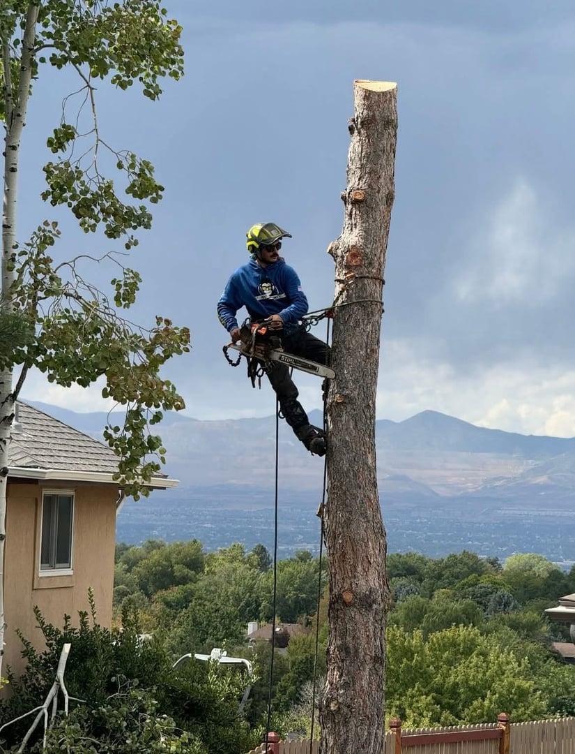 Tree Removal - San Diego