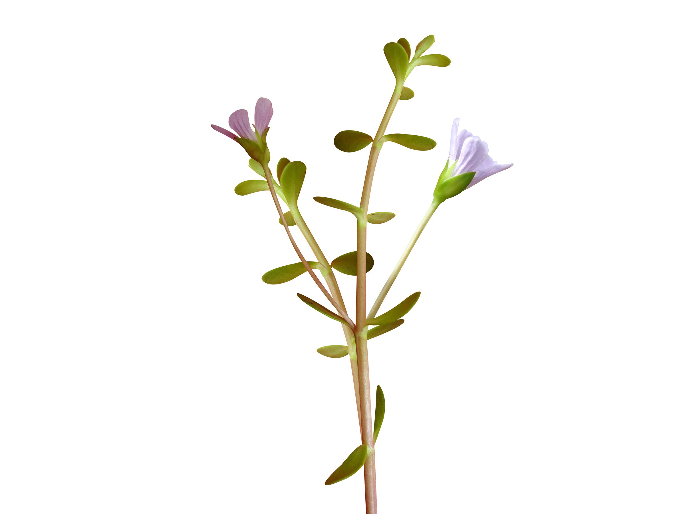 Bacopa monnieri or water hyssop is a perennial creeping herb and used in treat various diseases