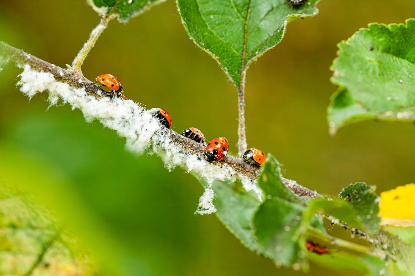 Beautiful black dotted red ladybugs climbing plant with blurred background and much copy space searching for plant louses to kill them as beneficial organism and useful animal in gardens pest control. High quality photo