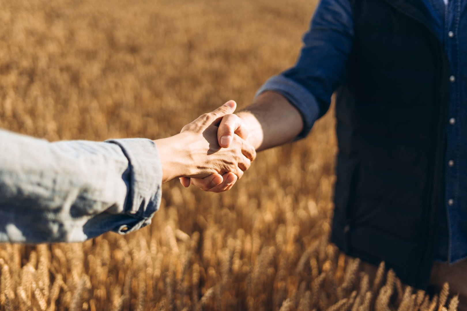 Two farmers shaking hands in a golden wheat field, representing partnership and agreement while highlighting the promise of a fruitful harvest and future success in agriculture