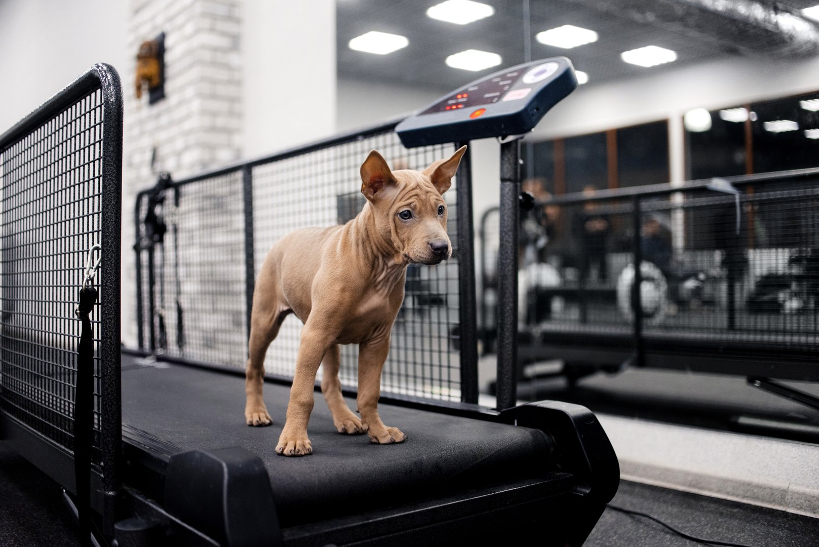 beautiful thai ridgeback puppy posing on a treadmill