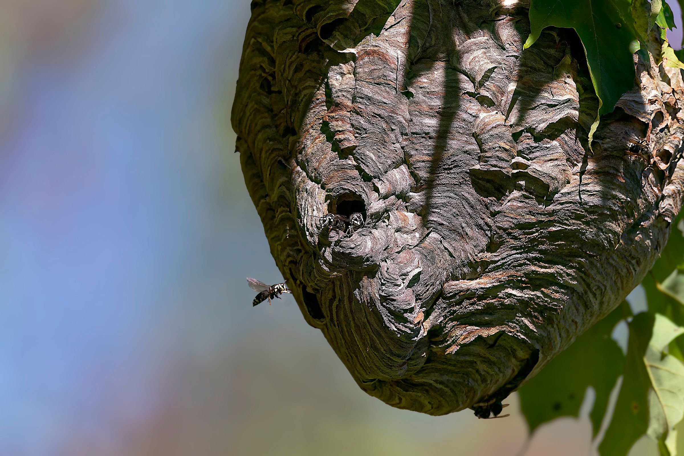 Bald-faced hornet ( Dolichovespula maculata ) Nest on a tree in the park.