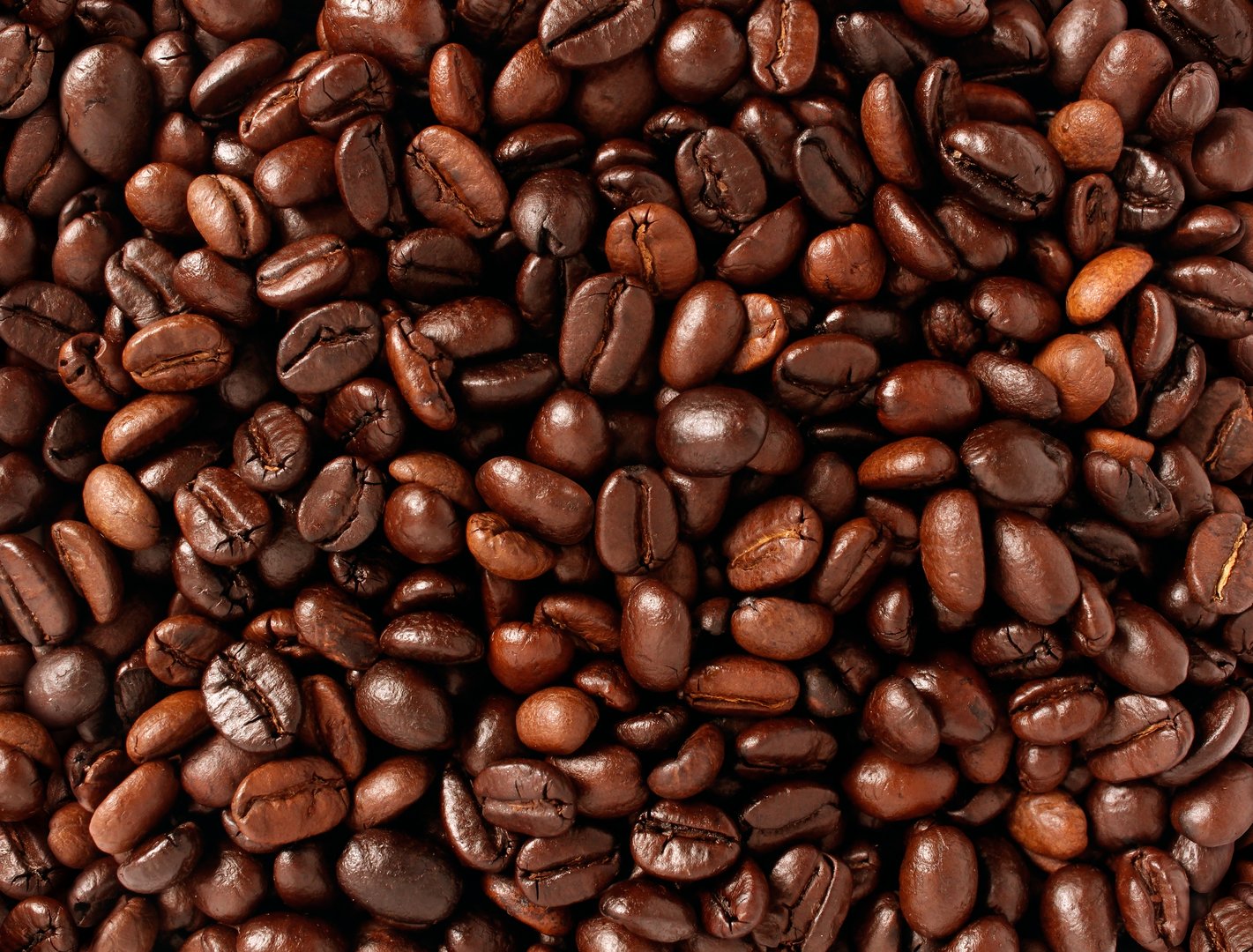 Coffee beans background with roasted natural seeds for brewing espresso or cappuccino as a natural food concept with a java blend of different types of roasts from around the world.