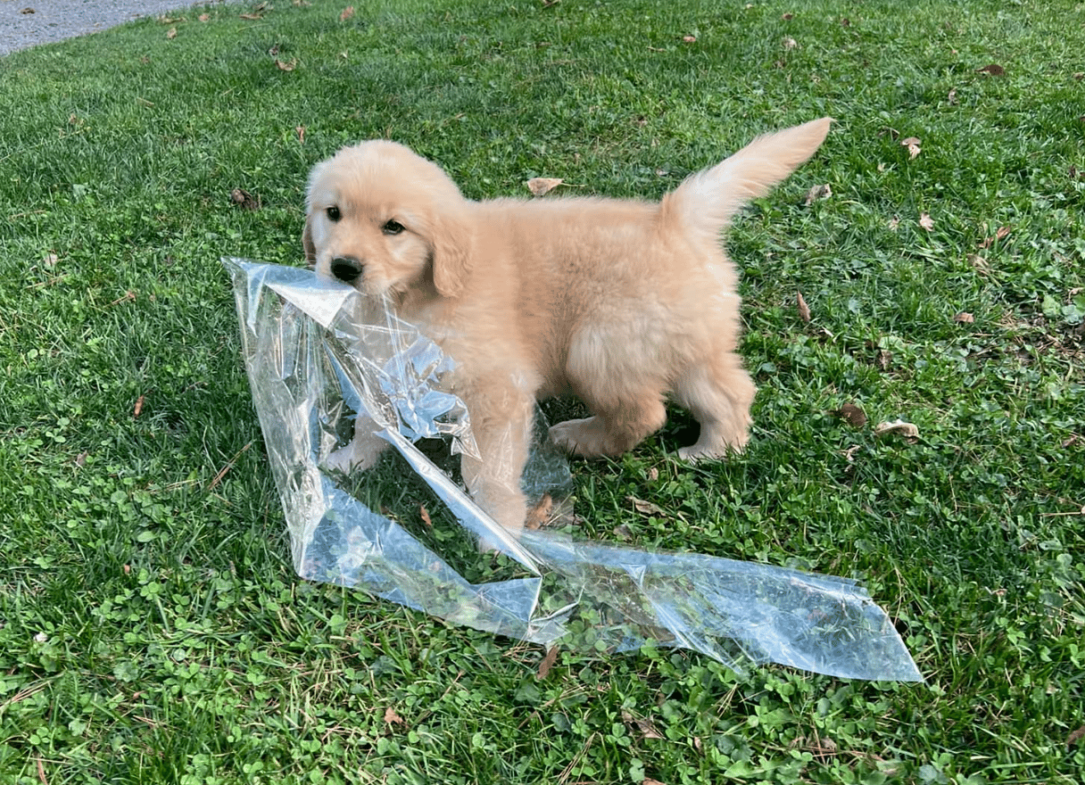 Professional tinting service