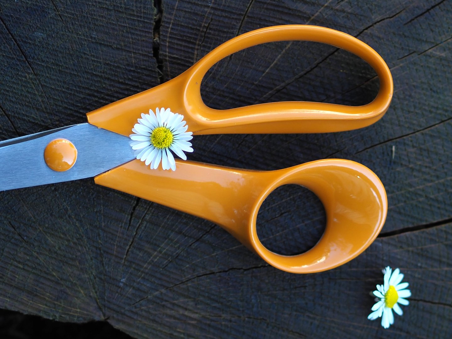 A pair of multipurpose scissors with stainless steel blades and orange coloured handles on a  wooden background.