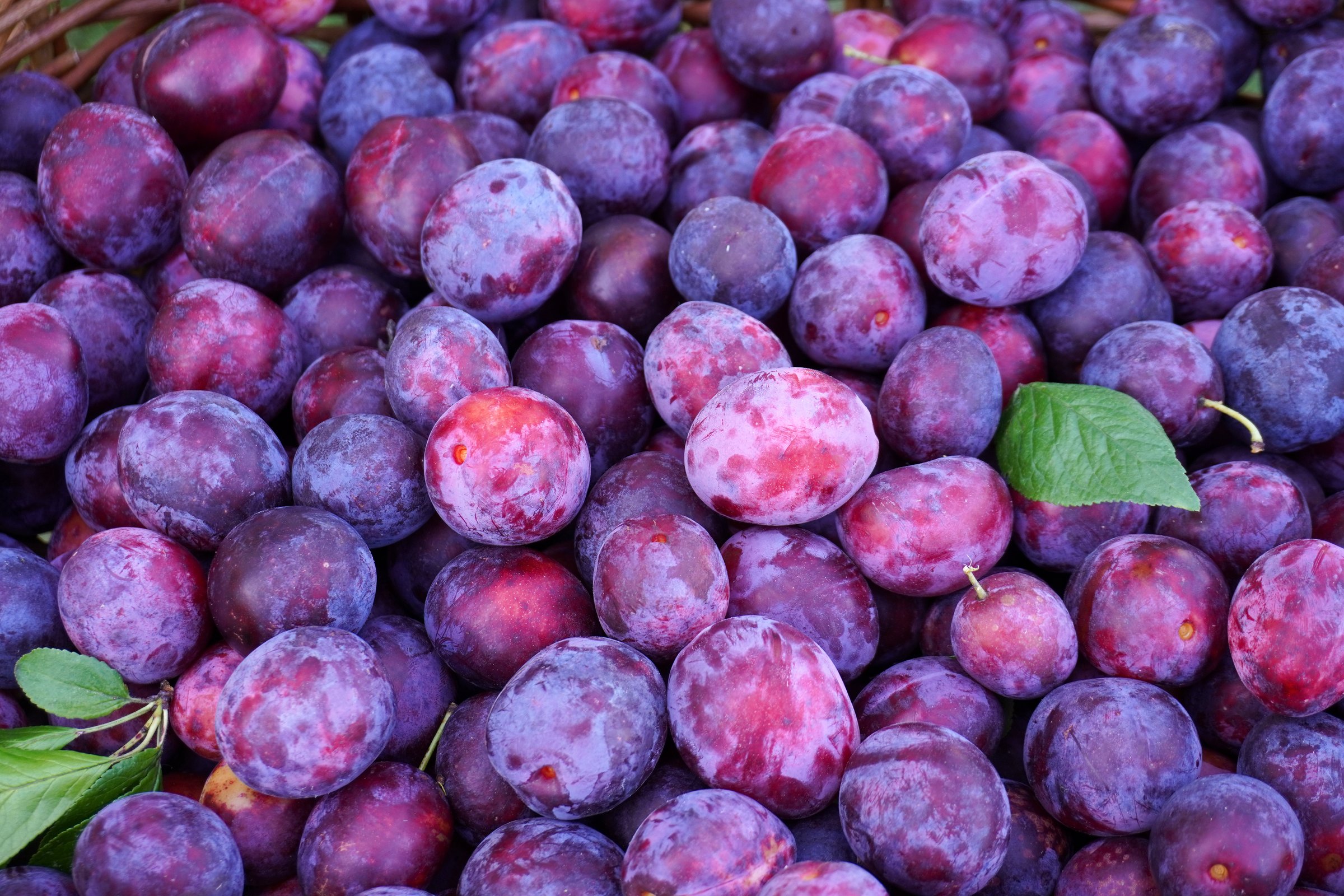Ripe purple plums with green leaves