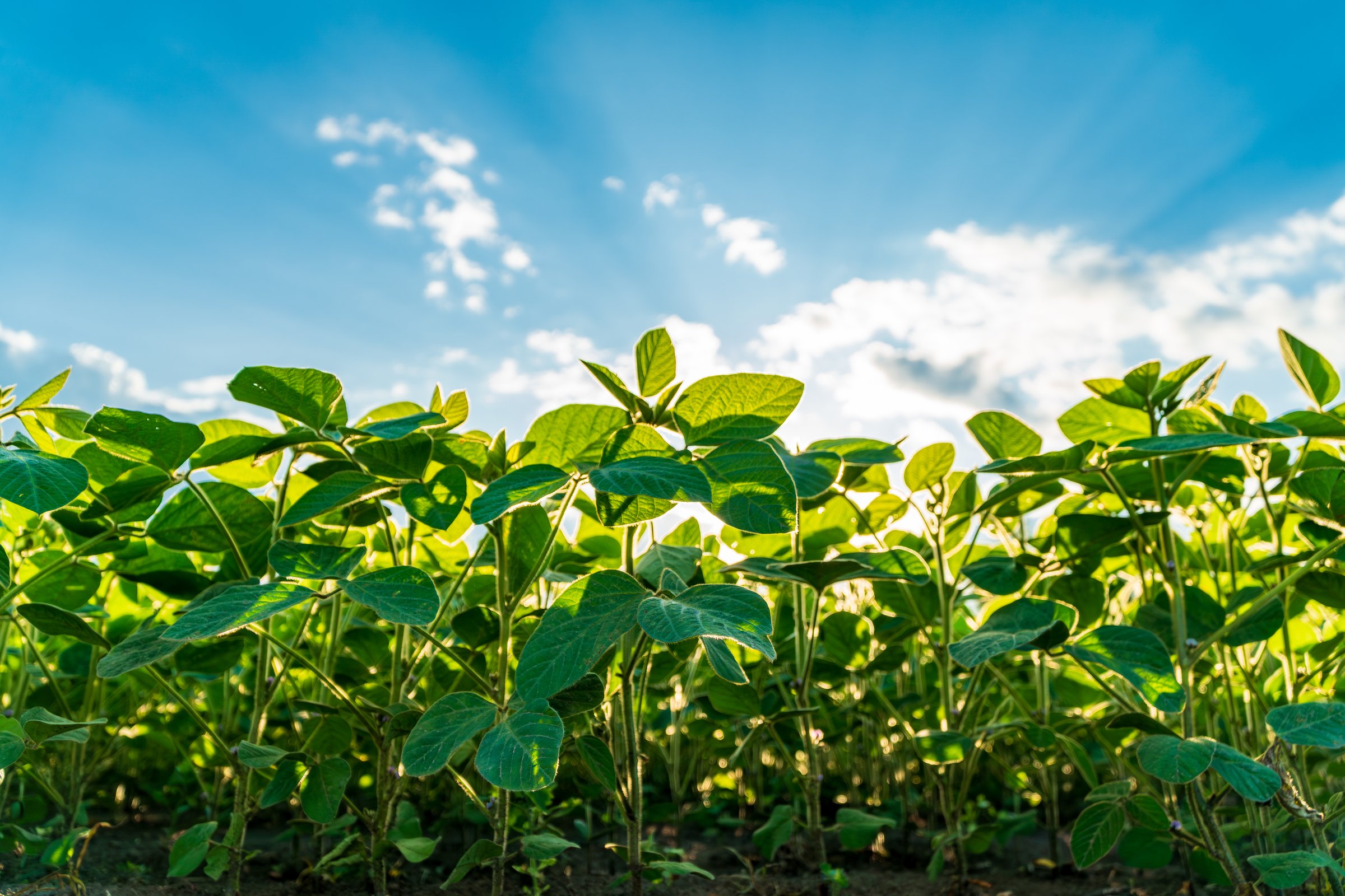 A vibrant young soybean field flourishes under a bright blue sky, with sunlight illuminating the lush green leaves, symbolizing healthy agriculture and growth.