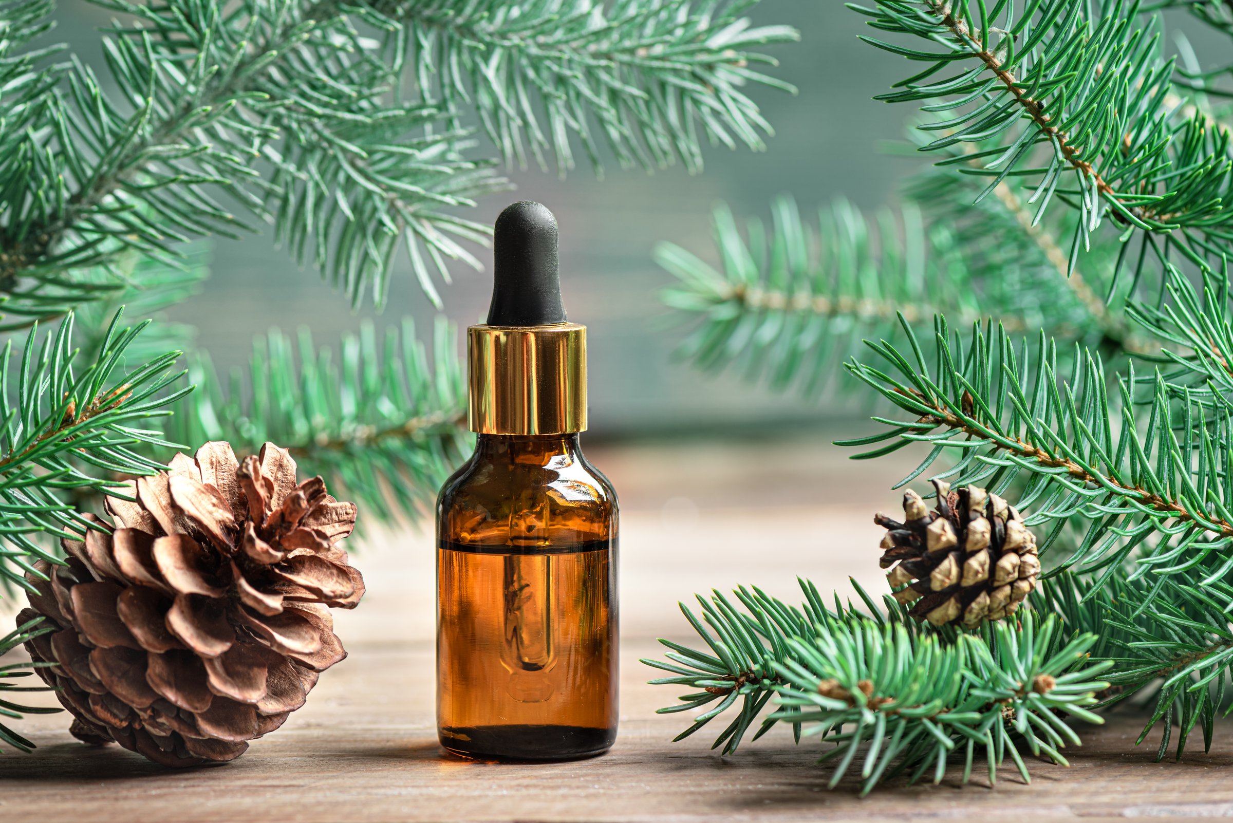 Fir, cedar, pine essential oil dropper bottle. Essential oil of pine or fir and spruce in amber glass bottle and pine cones, green evergreen twigs. Selective focus.