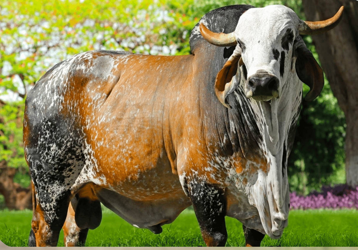 Antonione FIV Cabo Verde - Toro Gyr