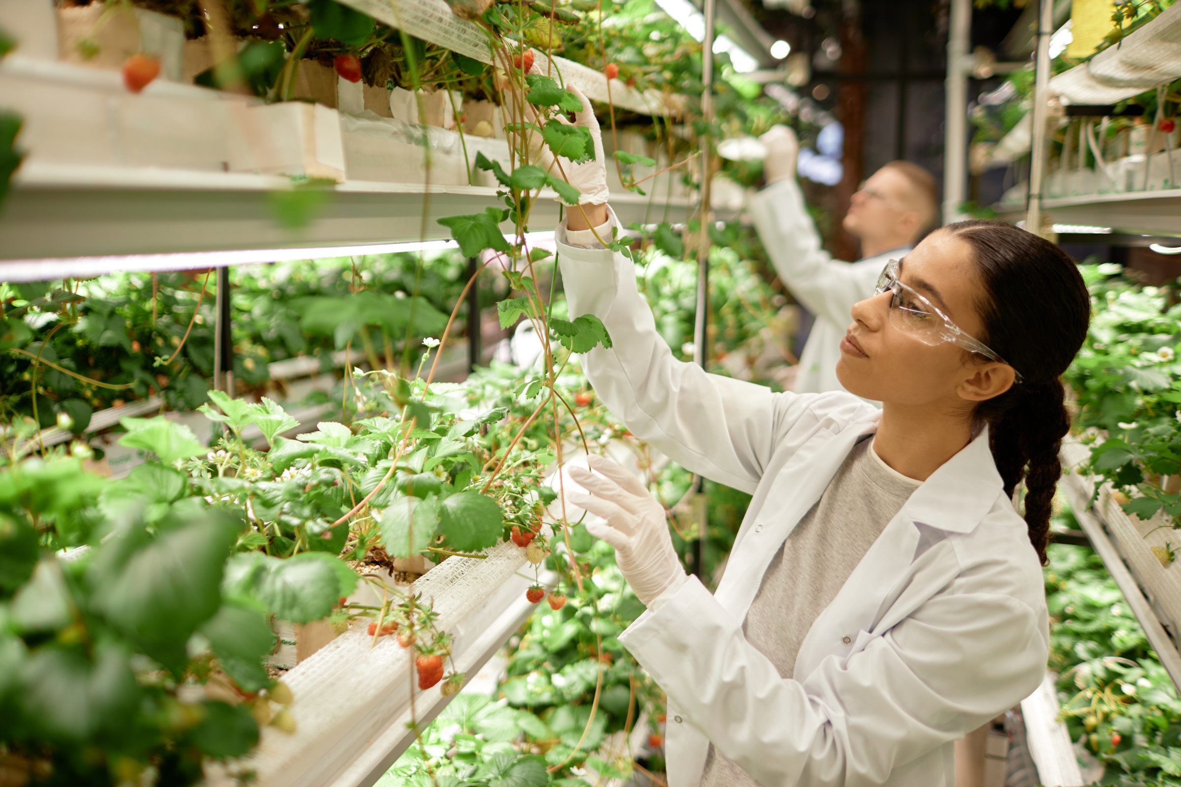 Female scientist wearing lab coat and safety glasses examining and adjusting plants in indoor vertical farm. Assisting another scientist in managing rows of greenery without natural light