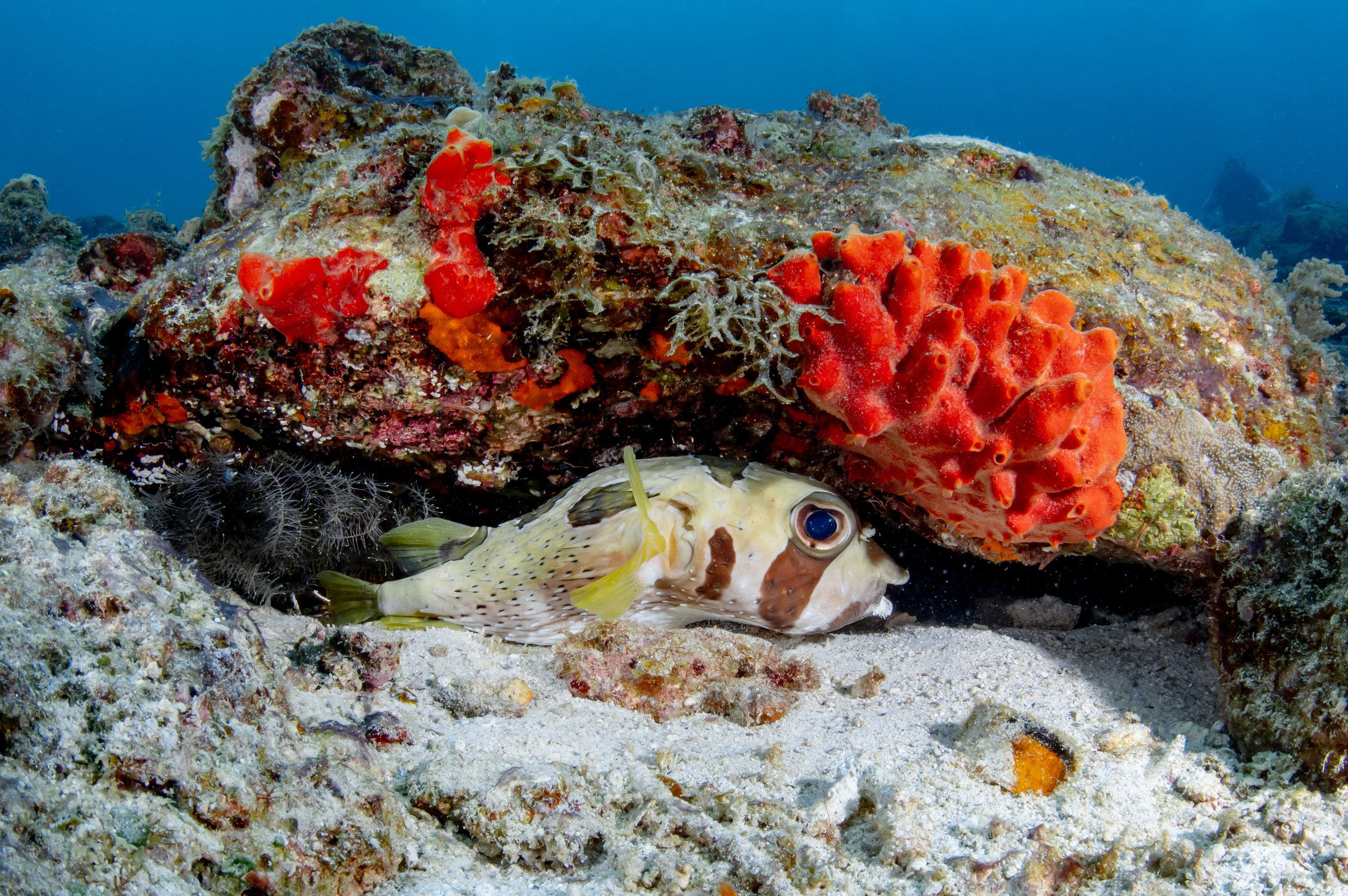 Porcupine puffer fish hiding under the rock in Andaman sea at Racha island in Phuket, Thailand. Underwater marine life behavior