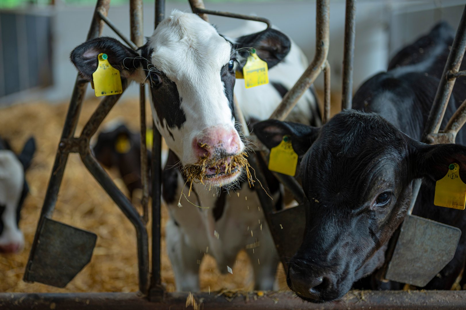 Holstein calf in animal-friendly stable