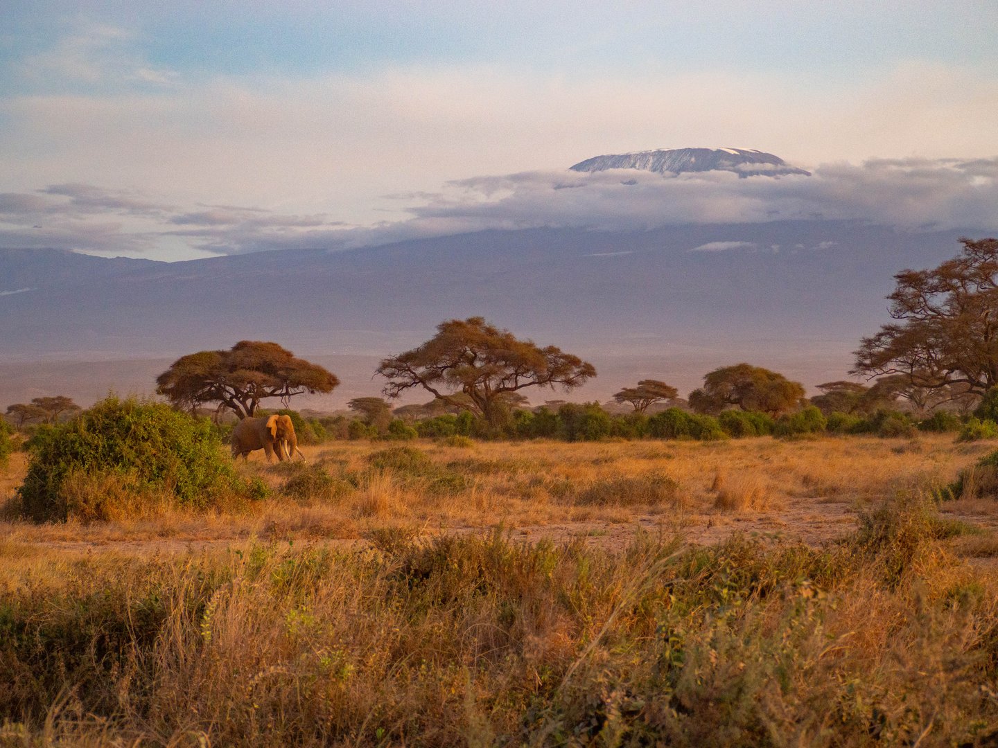 African elephant (Loxodonta africana) in front of the Kilimanjaro peak in a cloudy day during sunset