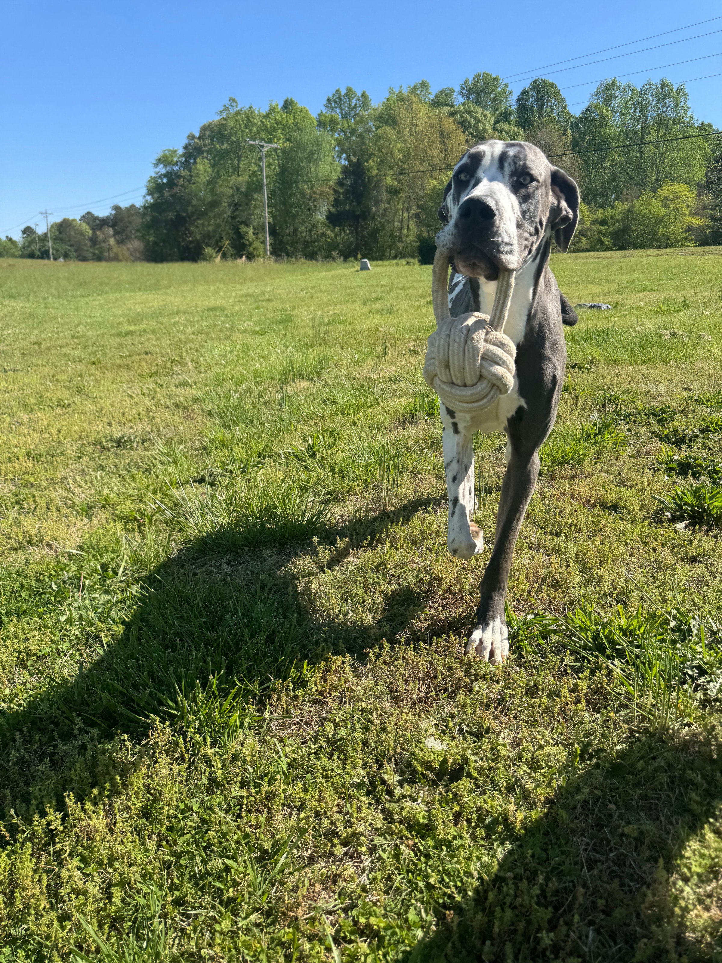 Pet photo from Bryson Pet Services