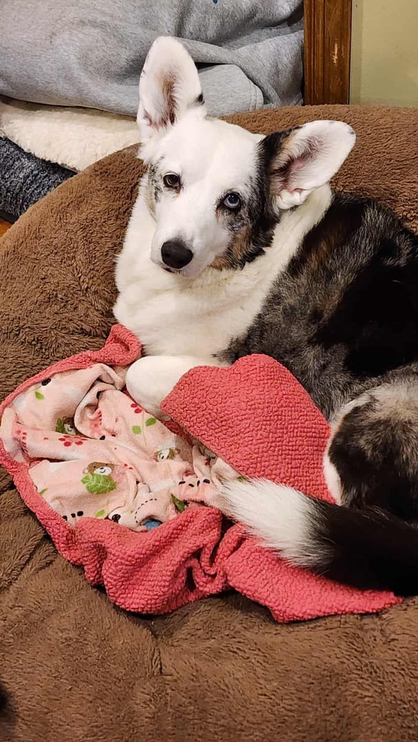 Cute dog playing