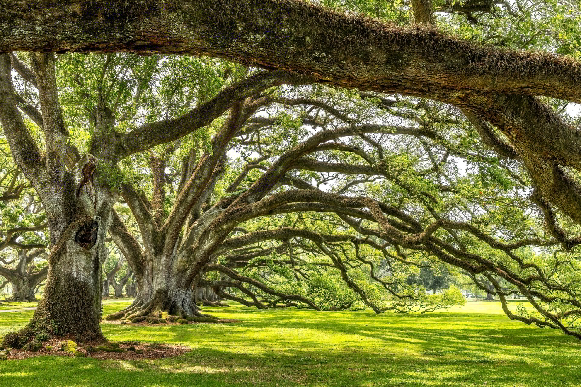 Alley of old oak trees covered with spanish moss