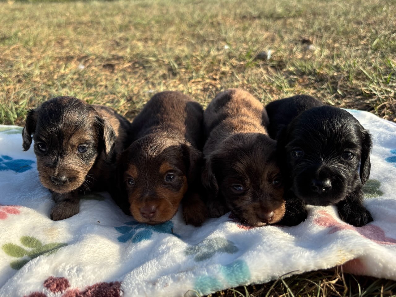 Four adorable puppies lying on a blanket outdoors, each with unique fur colors, looking towards the camera.